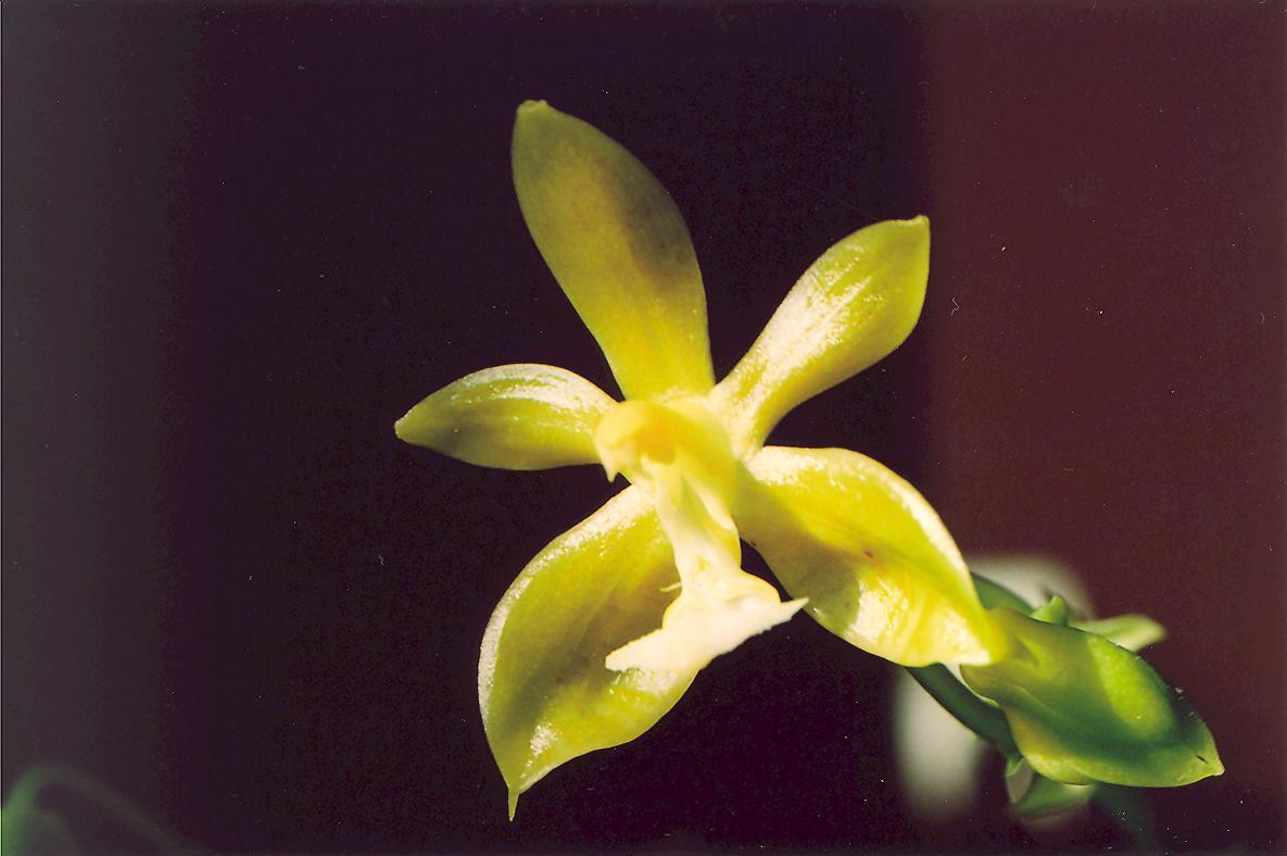 kwiatostanie do kilkudziesięciu. To forma flava tej Phalaenopsis. Nie ma żadnych ciapek na płatkach, jest czysto żółta.