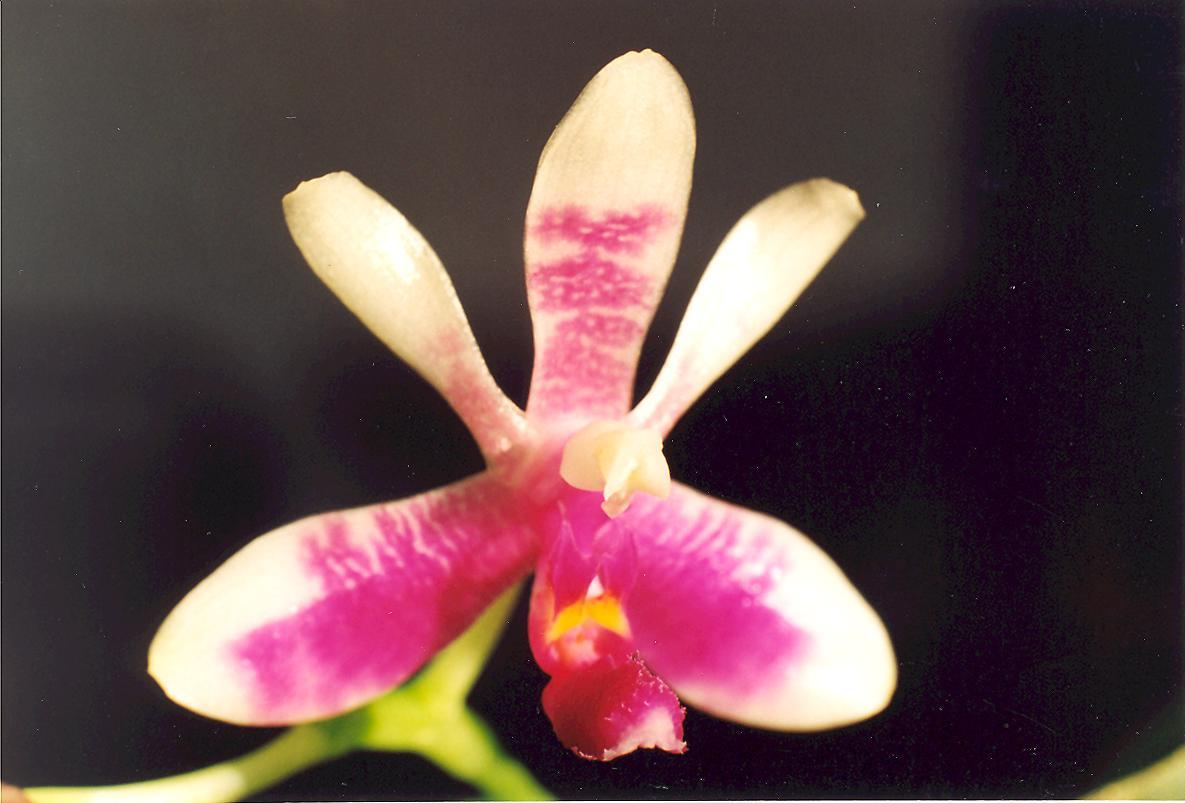 P. modesta pochodzi z Borneo. P.