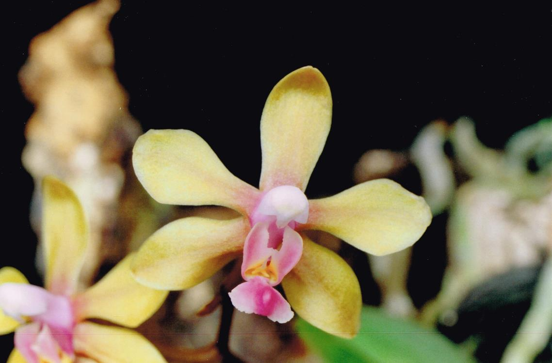 P. stobartiana