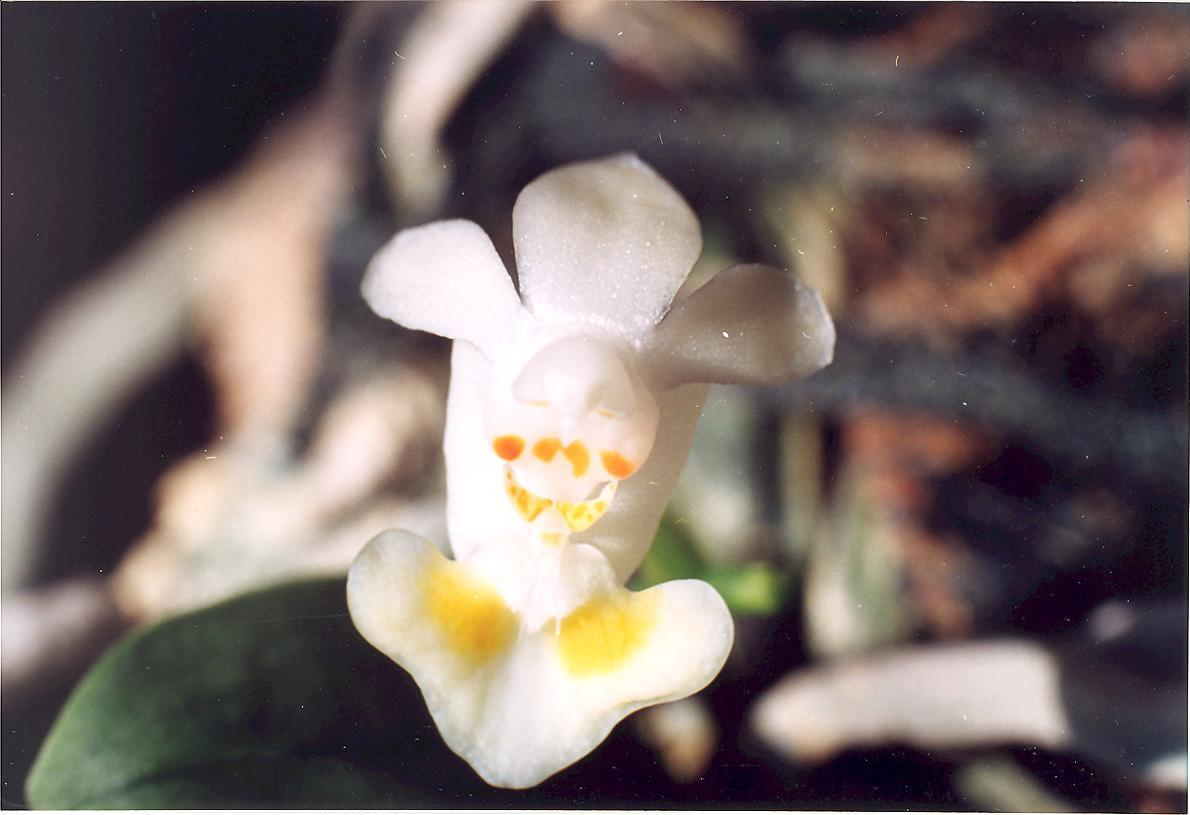 Parishianae