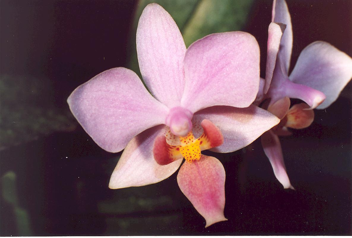 Phalaenopsis x veitchiana, czyli P equestris x P schilleriana Również przeze mnie rozmnożona. Tu widać na warżce krótkie wydłużenia, są one zminimalizowane przez wejście genomu z P. equestris. Druga roślina mateczna, czyli P.