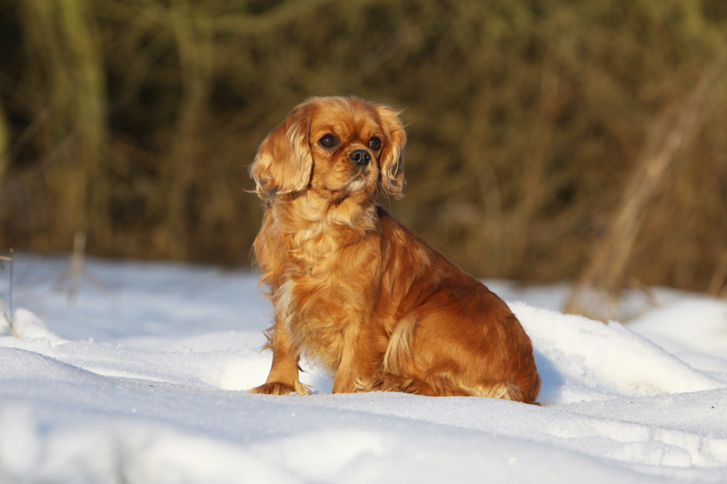 12 lutego 2014 Spacery zimą mogą być przyjemne zarówno dla nas, jak i dla psów. Wielu z naszych czworonożnych przyjaciół uwielbia zabawy na śniegu.