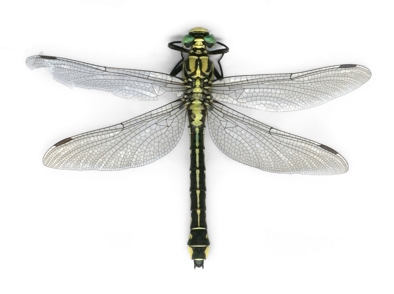 ANISOPTERA Fot. 18.