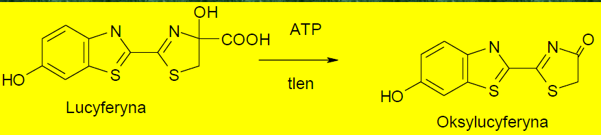 Ryc 4. Reakcja hydrolizy ONPG przez β-galaktozydazę.