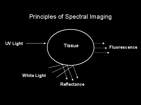 Monitoring Tissue Physiology Reflectance and fluorescence could be