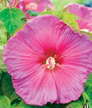 A56 Hibiskus (Hibiscus)