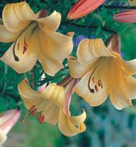 C10 Lilie trąbkowe (Lilium) Golden