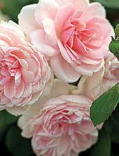 ELFE Róże pnące B24 SANTANA