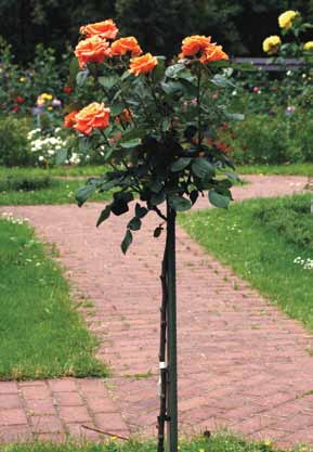 Dzięki wysoko osadzonej koronie róże pienne nie zajmują dużo miejsca i pod nimi można sadzić inne rośliny.