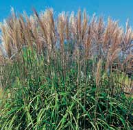 200 cm A8 Trawa Pampasowa (Cortaderia