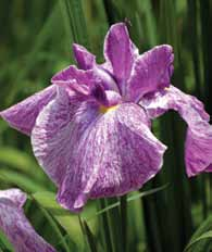Syberyjski (Iris) Concord Crush