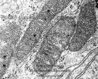 wielostopniowy proces utleniania substratów związany z wytwarzaniem w komórce metabolicznie