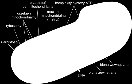 Substratami oddechowymi mogą być różne związki organiczne, najczęściej są to cukry, lipidy oraz