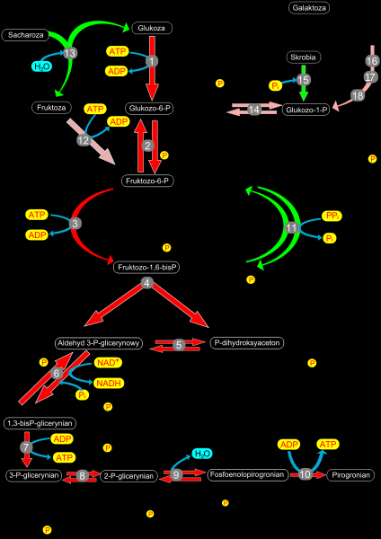fosfoglicerynianu, 9 - e- nolaza, 10 - kinaza pirogronianowa,