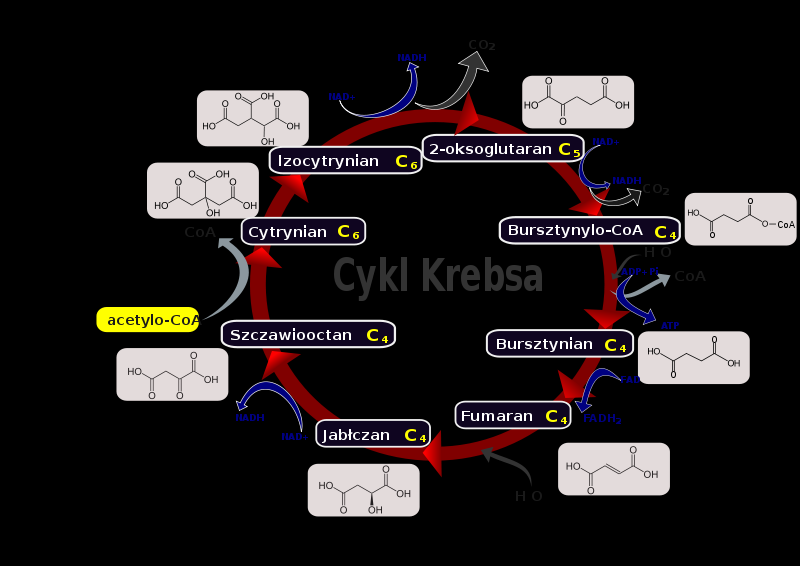 Błona mitochondrialna 2014-04-13 - cykl kwasu cytrynowego glikoliza β-oksydacja deaminacja Produktami cyklu Krebsa są dwutlenek węgla i zredukowane nukleotydy