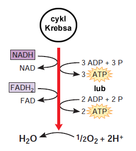 Fumaraza Addycja (H2O) H2O L-Jabłczan Dehydrogenaza jabłczanowa Utlenianie NAD + NADH + H + Szczawiooctan Spalanie płomieniem a oddychanie komórkowe Łańcuch