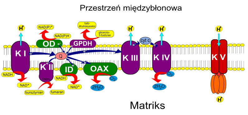 bursztynianowa, K III - oksydoreduktazą ubichinon-cytochrom c, K IV oksydaza cytochromowa, AOX oksydaza alternatywna, ID wewnętrzna dehydrogenaza NADH, OD