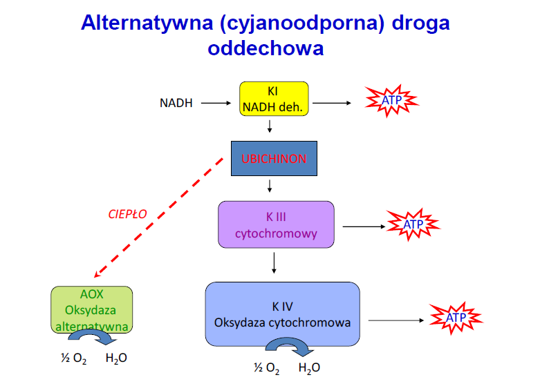 Respiratory quotient, dla cukrów wynosi 1,