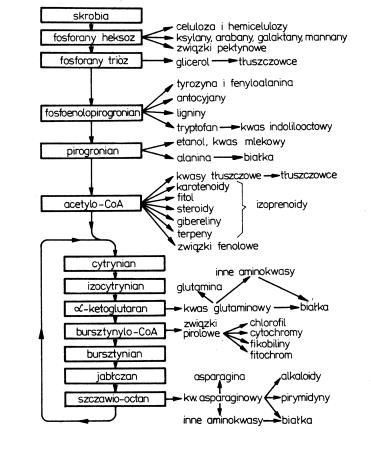 Wykorzystanie metabolitów przemian