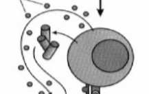 Immunoglobuliny krążą w płynach ustrojowych, wiążą antygen, a kompleksy antygen-przeciwciało są usuwane.