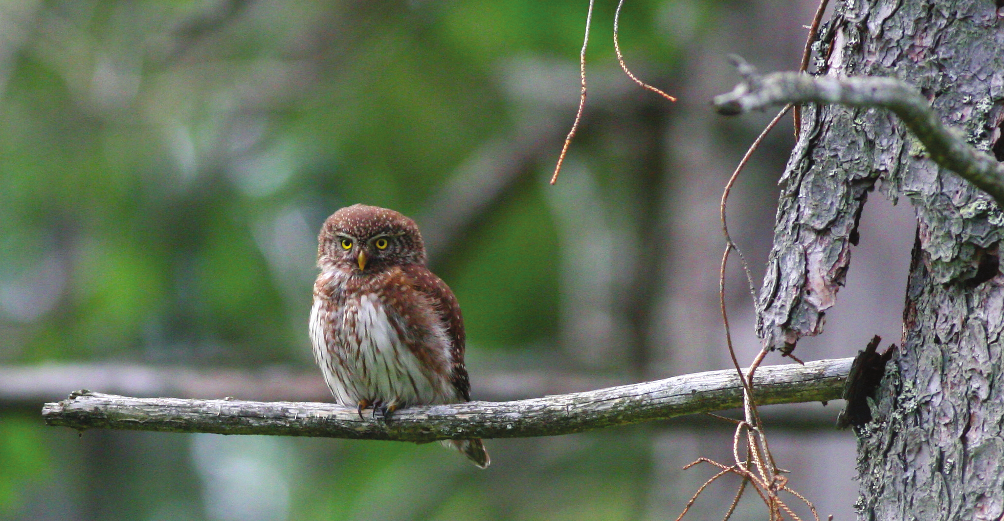 M. Pięta i in. Zespoły ptaków lęgowych gniazd kornikowych i wiatrołomów w TPN Ryc. 6. Sóweczka Glaucidium passerinum w zdegradowanym drzewostanie świerkowym w Dolinie Suchej Wody (21.06.2015 r., fot.