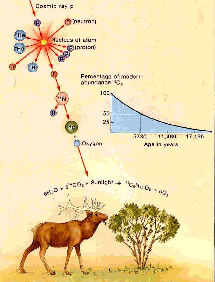 09. Elementy geochemii izotopów 14 Rys. 9.11. Izotop 14 C jest stale tworzony z atomów azotu pod wpływem promieni kosmicznych.