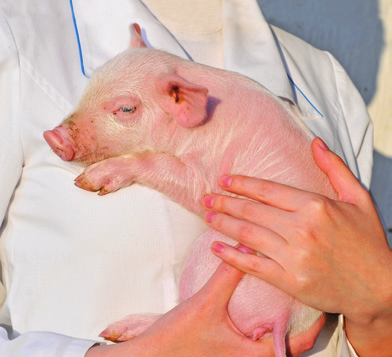 Głównym zadaniem PZHiPTCh POLSUS jest prowadzenie oceny wartości użytkowej świń oraz prowadzenie ksiąg hodowlanych świń.