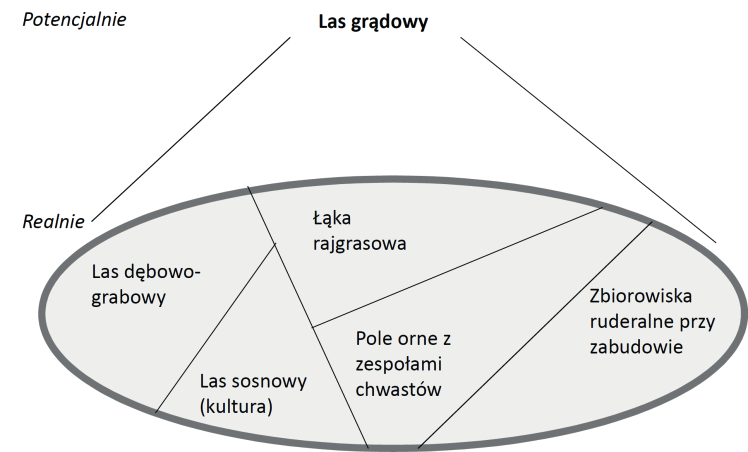 88 Matuszkiewicz J.M., Solon J.
