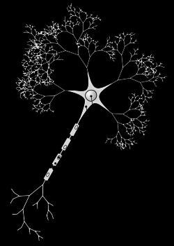 Schematyczny rysunek neuronu Mózg składa się z prawie biliona (10 12 ) komórek nerwowych, czyli neuronów (rys. 1) i wspomagających ich pracę komórek glejowych, których jest dziesięciokrotnie więcej.