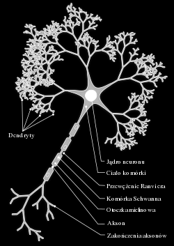 2), nawet z ponad dziesięcioma tysiącami innych neuronów. Miejsce połączenia zakończenia aksonu z ciałem następnego neuronu zwane jest synapsą.