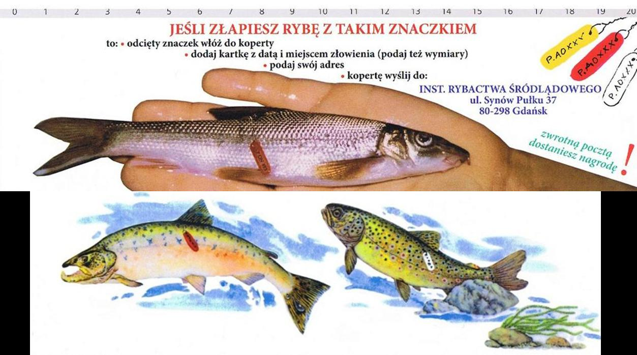 Znakowanie ryb Znakomity wskaźnik drożności ekologicznej