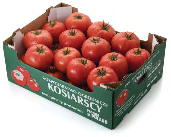 Growdena w Koźminku... odmiany mięsiste szklarniowe...i w Marynkach 28 sierpnia 2009 r. Obecny sezon (2008/2009) jest już trzecim rokiem uprawy odmiany Growdena w gospodarstwie Państwa Dziubków.