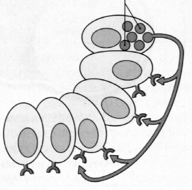 (pochodne cholesterolu) Ogólna charakterystyka gruczołów dokrewnych: brak przewodów wyprowadzających komórki dokrewne komórki pomocnicze/towarzyszące (nie zawsze) bogata
