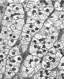 warstwa pasmowata (sznury) Komórki kory nadnerczy produkują hormony steroidowe