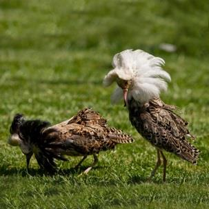 7 8 9 10 żuraw zwyczajny Grus grus wydra europejska Lutra lutra piskorz Misgurnus fossilis batalion Philomachus pugnax M F Jestem dostojnym, szarym ptakiem z długimi, zwisającymi piórami na ogonie i