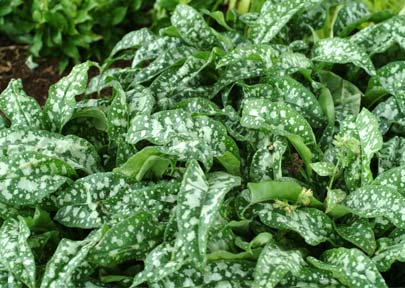 Trevi Fountain Top Hit Pulmonaria x hybrida Nr kat.