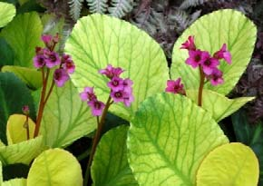 Bergenia Lunar Glow Top Hit Bergenia cordifolia Nr kat.