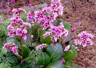 Campanula - Dzwonek Pink Dragonfly Top Hit Bergenia cordifolia Nr