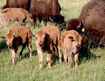 Niecodzienną atrakcją jest jedyne w Polsce stado bizonów, które można oglądać z wnętrza wozu safari bizon i kukurydziany labirynt czynny od lipca do października, przybierający co roku inny