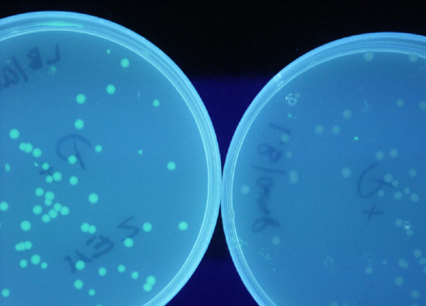 W ROKU 2013 W LABORATORIACH BIOCEN DOSTĘPNE BYŁY NASTĘPUJĄCE TEMATY WARSZTATÓW: WARSZTATY DLA SZKÓŁ LICEALNYCH Zbadaj swój DNA Biotechnologia przeciwciał w klinice Na tropach białek Jak wycisnąć