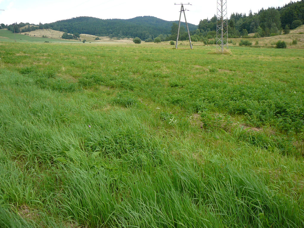 numer zdjęcia 5 6 4 2 3 7 8 1 ChAll. Caltion palustris........ Juncus effusus...... 2. I Agrimonia eupatoria....... + I Myosotis palustris...... +. I Polygonum bistorta...... +. I Lysimachia vulgaris.