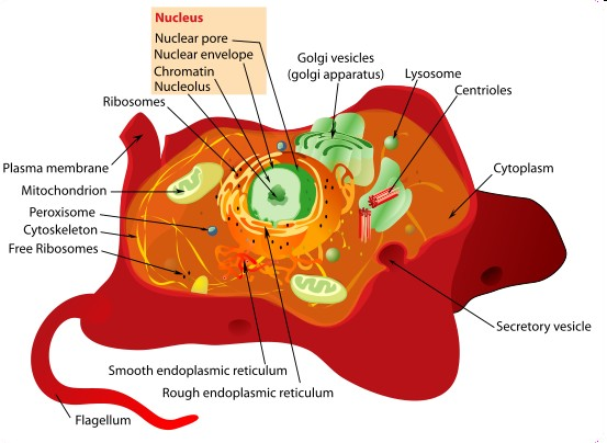 ZBIÓR; dwie (niezgodne) intuicje INTUICJA: (i) komórka eukarionty to zbiór organelli Chromatyna stanowi część (jest elementem) jądra komórkowego.
