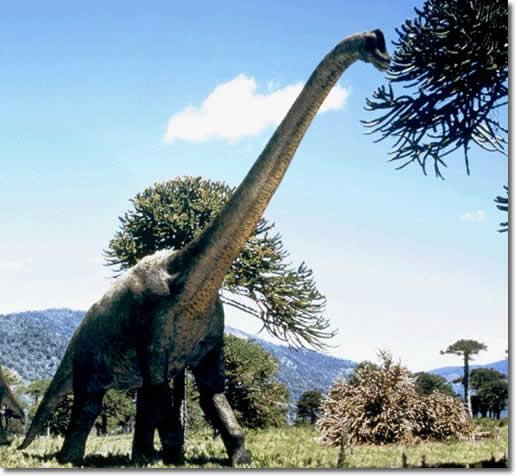 Dzięki długiej szyi brachiozaur sięgał do roślin niedostępnych dla mniejszych zwierząt.