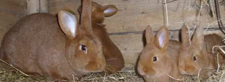5 CHÓW KRÓLIKÓW KRÓLIK RODZIC granulat 25kg- Mieszanka paszowa pełnoporcjowa dla dorosłych królików, dla stada reprodukcyjnego.
