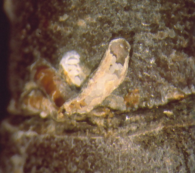 Czerwce: Tarczniki (Diaspididae) Skorupik jabłoniowy