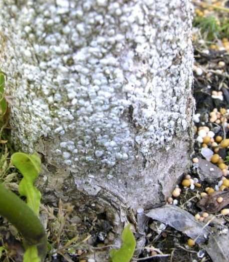 morwowiec Pseudaulacaspis