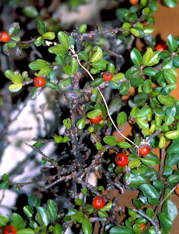 Czerwce Miseczniki (Coccidae)