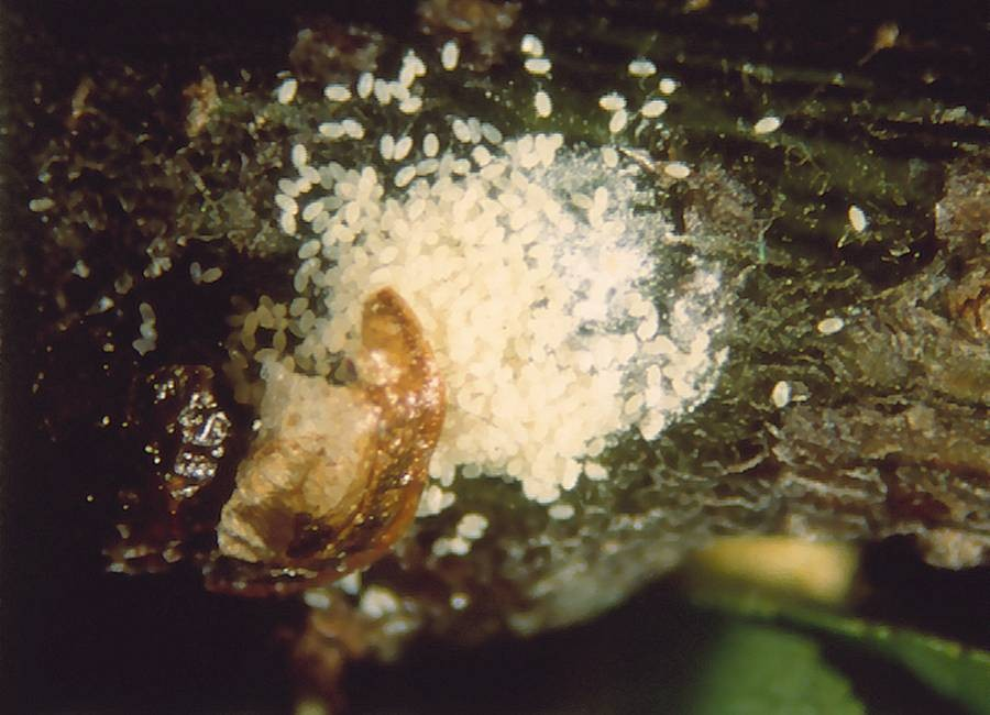 Czerwce: Misecznikowate (Coccidae) Misecznik