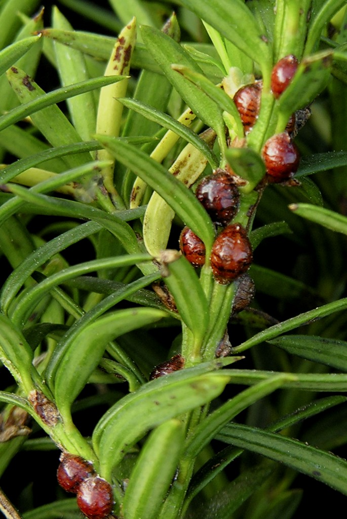 Czerwce: Miseczniki (Coccidae) Misecznik