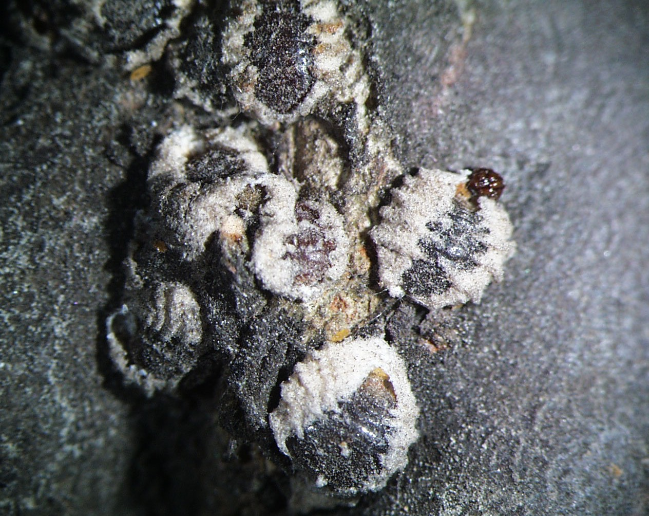 Wiąz (Ulmus spp.